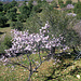 Amandier en fleur près de Competa