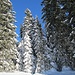 ... und prächtig anzusehen, die winterlichen Tannen