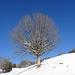 schöner Einzelbaum auf Stockenmatt