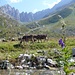 Bergidyll bei Obermatt: Kühe, Bächli, Berge