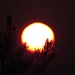 Kiefer mit untergehender Sonne / Pino con il sole tramontando