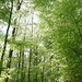 im Buchenwald mit hellgrünen Blättern