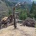 umgefallene Bäume müssen umgangen werden