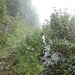 Und auch der Weg musste als Bachlauf herhalten.