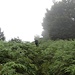 Durch den "Farnwald" zum Monte Todum.