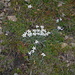 Edelweiss (Leontopodium alpinum) gibt es hier stellenweise fast flächendeckend