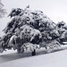 Schöner Baum bei Gagsen; man sieht förmlich, wie schwer der Schnee ist!