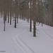 Der viele Schnee beschert, selbst im Wald, unbeschwertes Schwingen im Pulverschnee