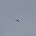 Kolkrabe [Corvus corax] über dem Rüteliwald.
