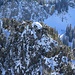 Zoom zum Farenstöckli mit eingeschneitem Gipfelkreuz.
