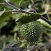 Frucht des grossblütigen Stechapfels 
(Datura inoxia)
