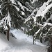 .... nel bosco alla partenza....