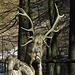 Holzhirsch / Cervo di legno