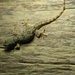 Ein erster Gecko - wir sollten noch mehr und weit schönere sehen 