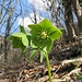 Elleboro verde (Helleborus viridis).