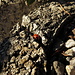 Zwischen der Felsspalte - ein Marienkäfer