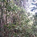 Im Bambusdschungel