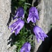 die "sehr seltene" Ausgeschnittene Glockenblume (nur im südlichen Wallis und nordwestlichen Tessin)