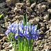 der Frühling ist da, die kleinen Iris blühen schon