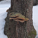 Interessanter  Pilz an einem verfaulenden Baumstamm