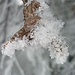 Blick ins Detail: Ein perfekt geformter Schneekristall hat sich an der Schneekruste eines Asts festgesetzt.