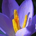 Blütenstaub eines Krokus / Polline di un croco