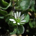 Winzig klein, die Sternmiere (Stellaria) / piccina la Stellaria