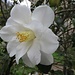 purezza assoluta