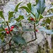 Wenigstens etwas Farbe im sonst noch sehr braunen Wald