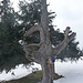 Gipfelbaum am Schwarzenberg