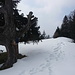 Auch fast ein Kreuz - der Gipfelbaum am Schwarzenberg