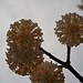 particolari