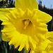 Osterglocken II - Das Auge erfreut sich an der Blumenpracht