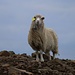 Egal wo man auf den Färöer hingeht, überall trifft man auf Schafe, von denen es mit über 70000 deutlich mehr gibt, als Einwohner auf den Inseln leben. Die Bevölkerung der Färöer beträgt 48600 Einwohner (Stand 2014).
