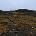 Weit war es nun nicht mehr bis zu den grossen Steinmännchen auf dem Plateau vom Kirkjubøreyn (351m). Ich stieg so weit wie möglich über die Grasnarben auf, danach erreichte ich durch steiles Geröll das erste Steinmännchen das den Rand vom Plateau markiert.
