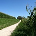 Auch in der Agglo von Bern gibt es lauschige Wege, wie dieser in Rüfenacht, der zwischen zwei Maisfeldern hindurchführt. 