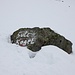 <b>Un macigno emergente dalla neve reca una scritta fuorviante: per il Sulzgogel si dovrebbe seguire la freccia verso sinistra. Errato, il Sulzkogel è visibile a destra in un altro circo glaciale!</b>