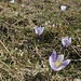 Langsam geht's los mit der Krokusblüte...