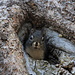 A squirrel peeking out of its house