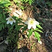 Anemone nemorosa L.<br />Ranunculaceae<br /><br />Anemone bianca.<br />Anémone des bois.<br />Busch-Windroeschen<br />