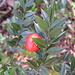 Ruscus aculeatus L.<br />Asparagaceae (Liliaceae p.p.)<br /><br />Ruscolo pungitopo.<br />Fragon piquant.<br />Mäusedorn.
