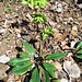 Helleborus viridis L.<br />Ranunculaceae<br /><br />Elleboro verde.<br />Héllebore vert.<br />Grüne Nieswurz.