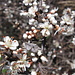 Prunus spinosa L.<br />Rosaceae<br /><br />Prugnolo.<br />Epine noir.<br />Schwarzdorn.