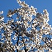 Magnolien in der Frühlingssonne