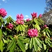 Rhododendren im Parco Botanico