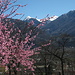Frühling wird´s