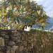 Uno dei tanti - tantissi! - paciosi e beati gatti della Liguria