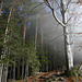 Ein Traum zwischen Nebel und Sonne