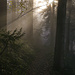 Wir tauchen ab in den Nebel