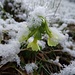 eindeutig:
Schlüsselblümchen - vom Frühlingsschnee überrascht; die Struktur des Schnees in der [http://f.hikr.org/files/1707624.jpg Vergrösserung] noch besser erkennbar